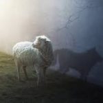 Wolf Sheep – Heller